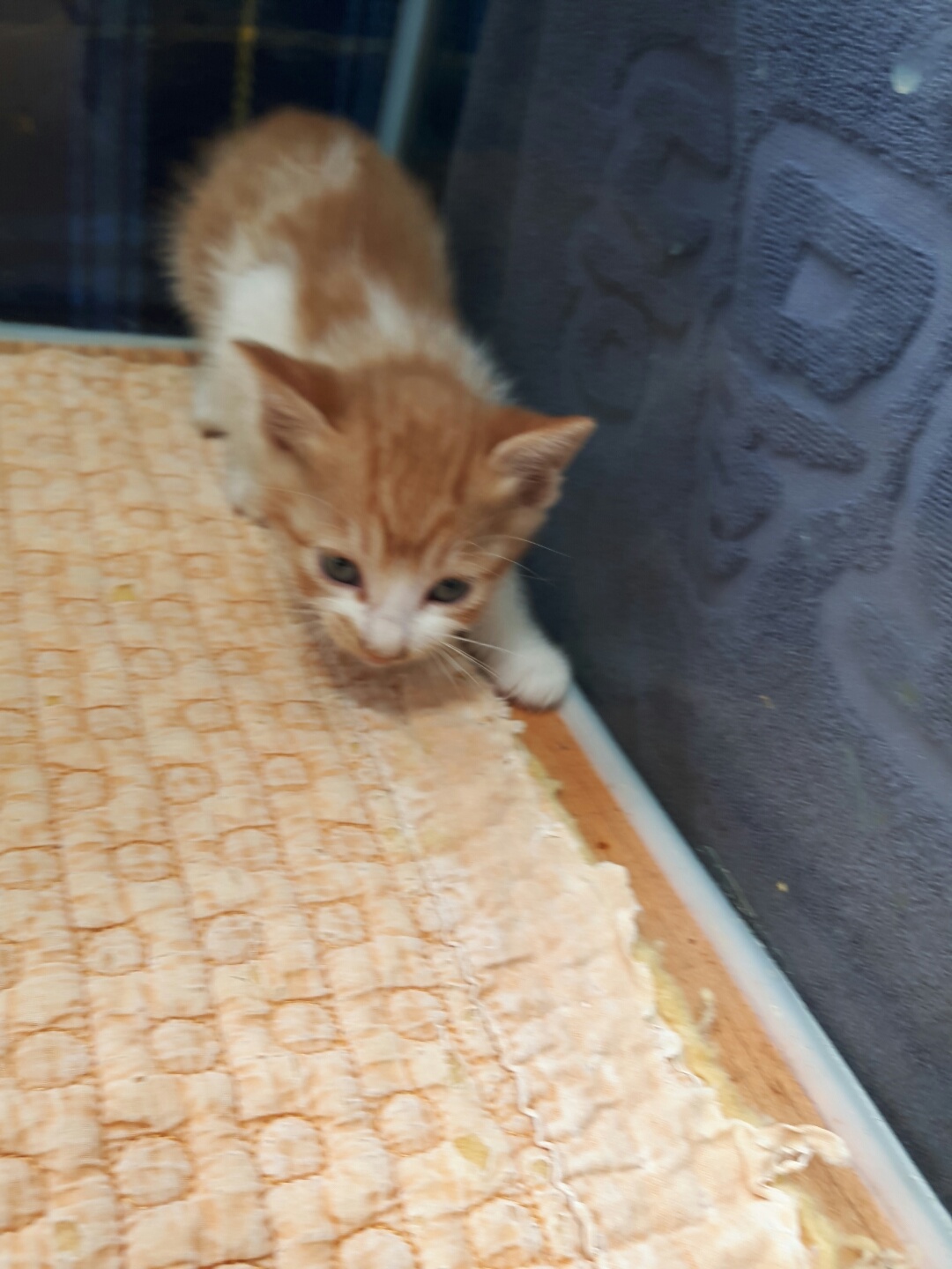 보호중 한국 고양이…